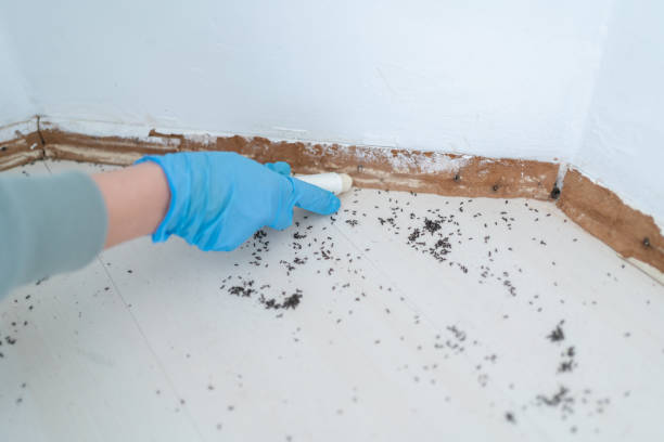 Professional Pest Control in Gold Bar, WA